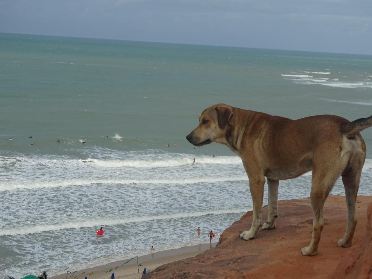 Hostel Terra Viva Praia de Pipa Dış mekan fotoğraf